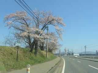4号線の桜