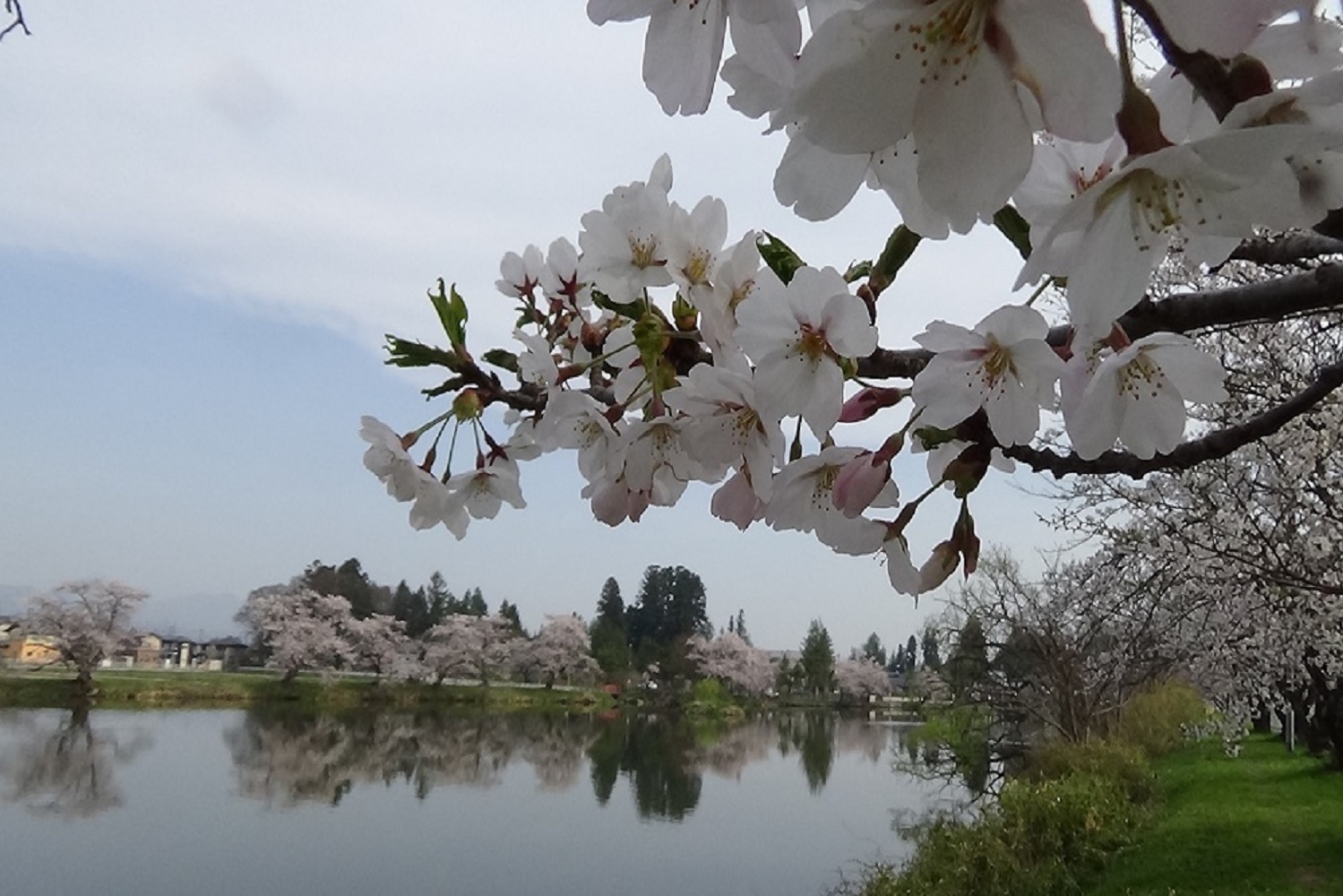 五郎沼の桜(4月22日撮影)