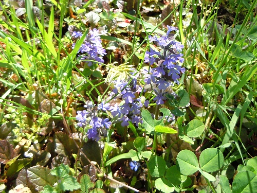 桜・ハス開花・空撮・四季・散策