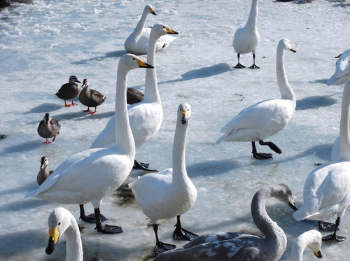 五郎沼の動物・植物