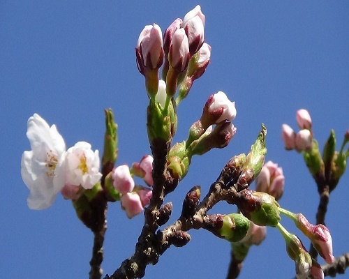 桜の名所(城山公園・五郎沼)