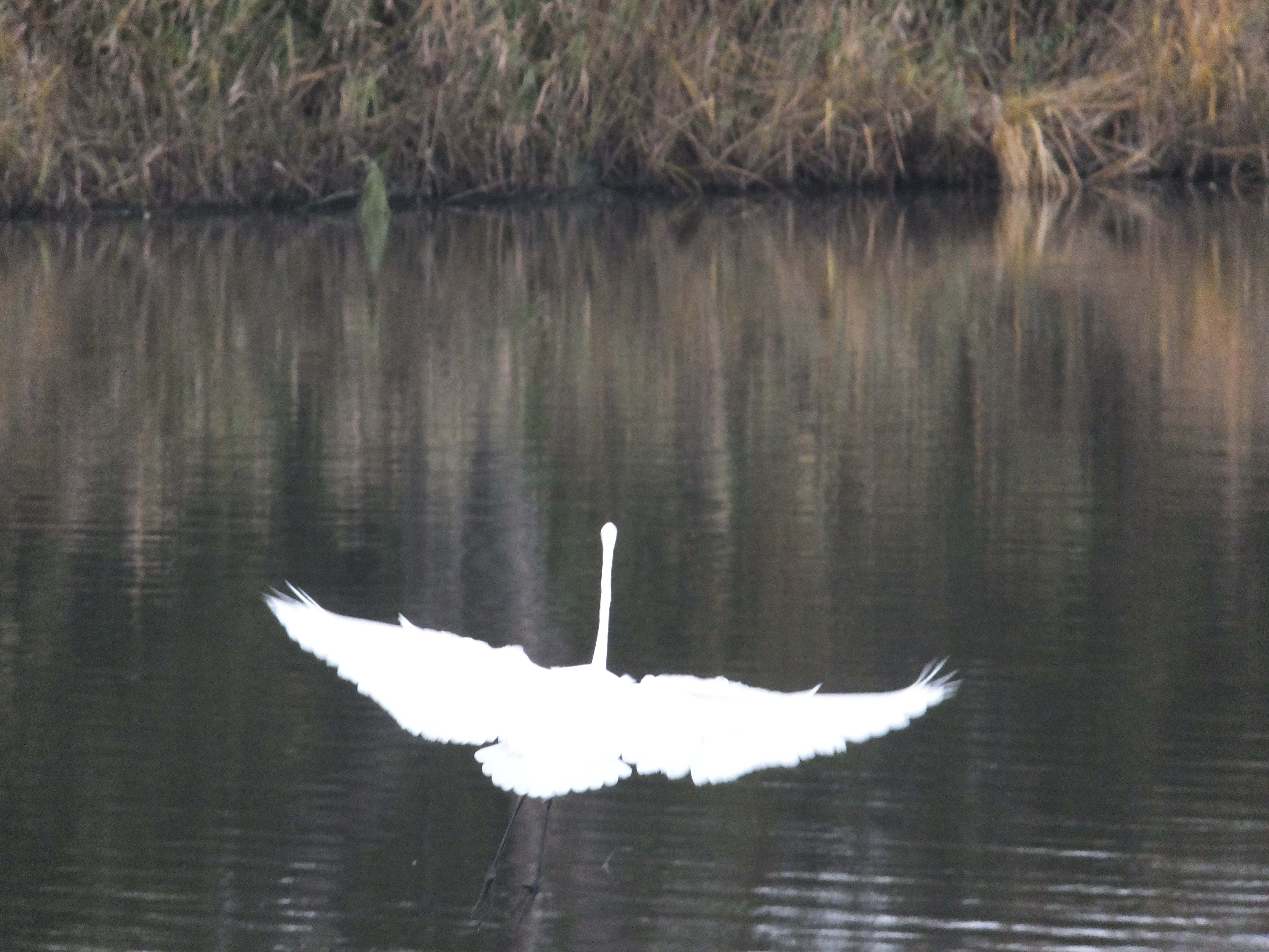 史跡・樋爪館(五郎沼特集)